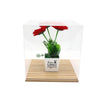 Acrylic Display Case With Wood Base