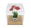 Acrylic Display Case With Wood Base